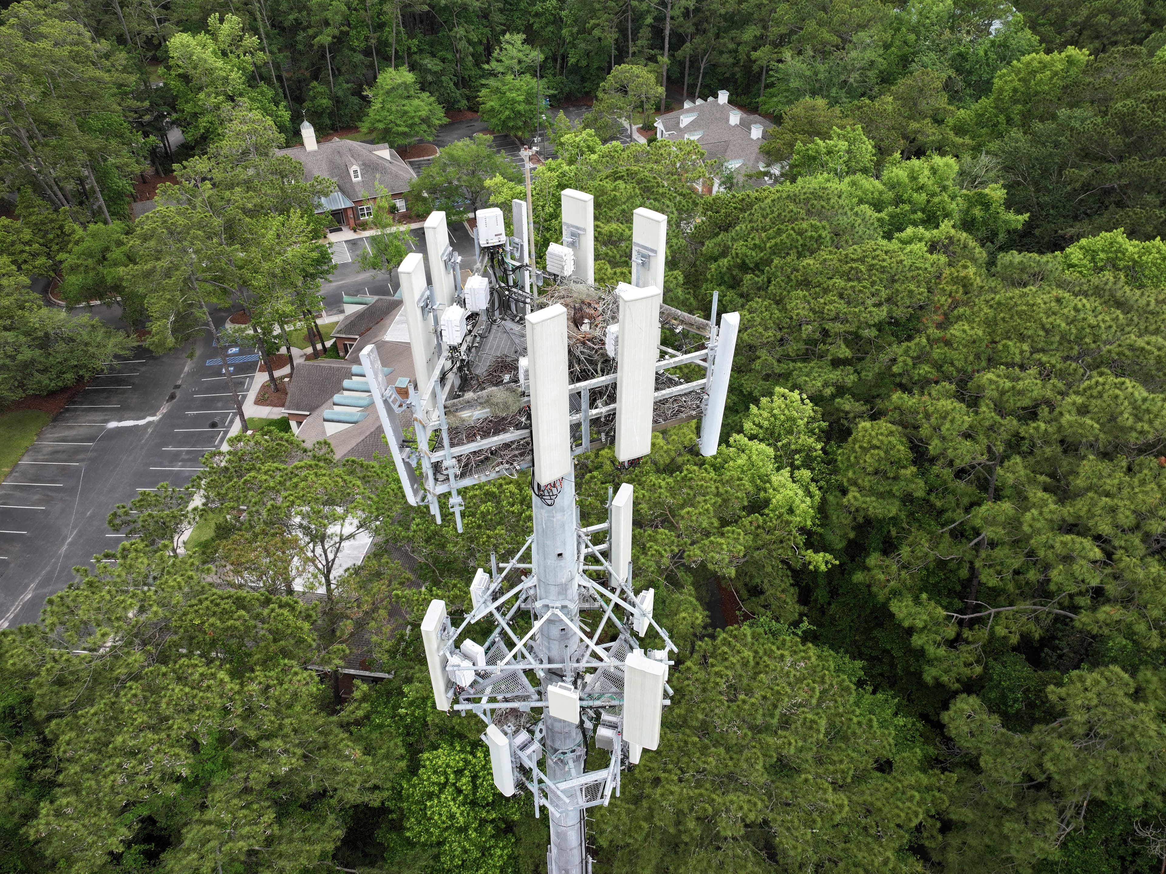 Osprey on cell tower